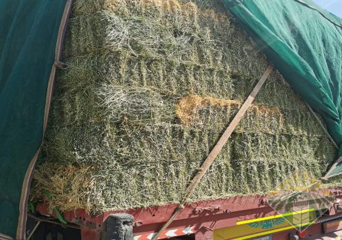 برسيم حايل نظيف لون ورطوبه