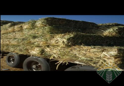 ذره خضراء امريكيه