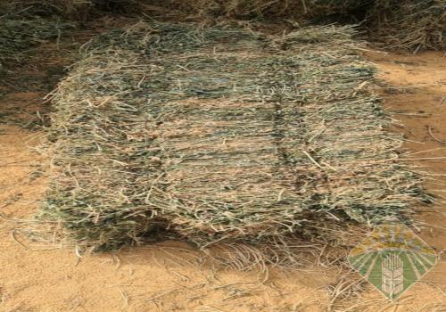 برسيم صافي تلبين جديد