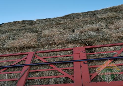 رودس القصيم