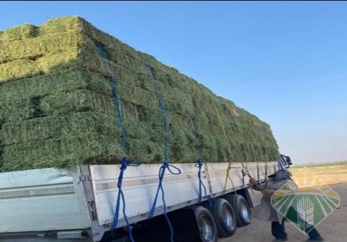 برسيم مخزن صافي