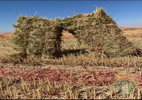 ذره جيزانيه حمراء