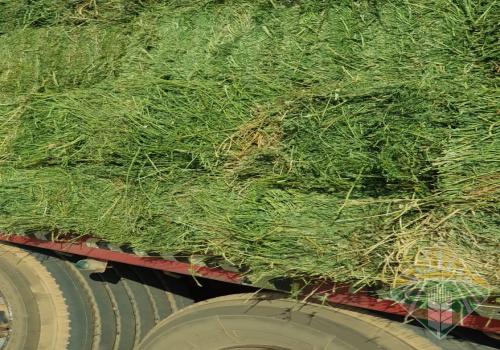 برسيم مخلوط ٥%