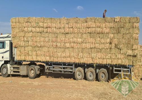 ذره جيزانيه حمراء