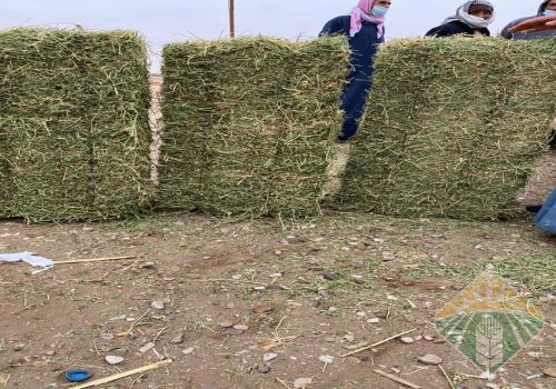 برسيم صافي صيفي