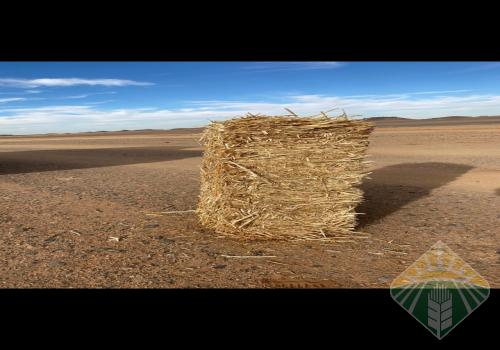 تبن عام ٢٠١٩