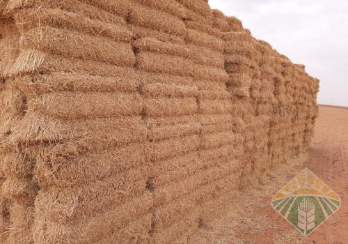 برسيم صيفي مخزن