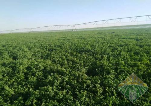 برسيم / السودان