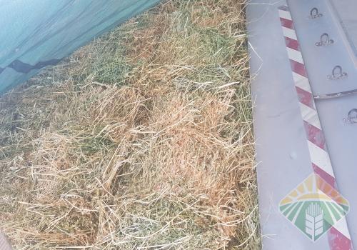 برسيم مخلوط