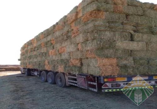 برسيم مخلوط