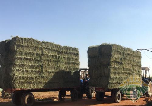 رودس بالطن مستورد