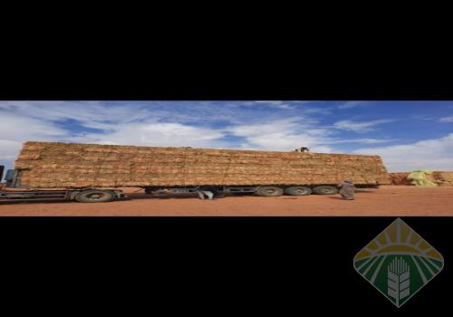 ذرة جيزانية حمراء