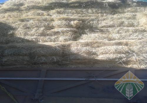 رودس وادي الدواسر