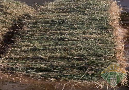 برسيم مخلوط برودس